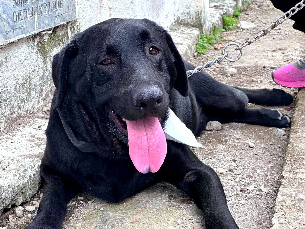 Happy dog outdoors