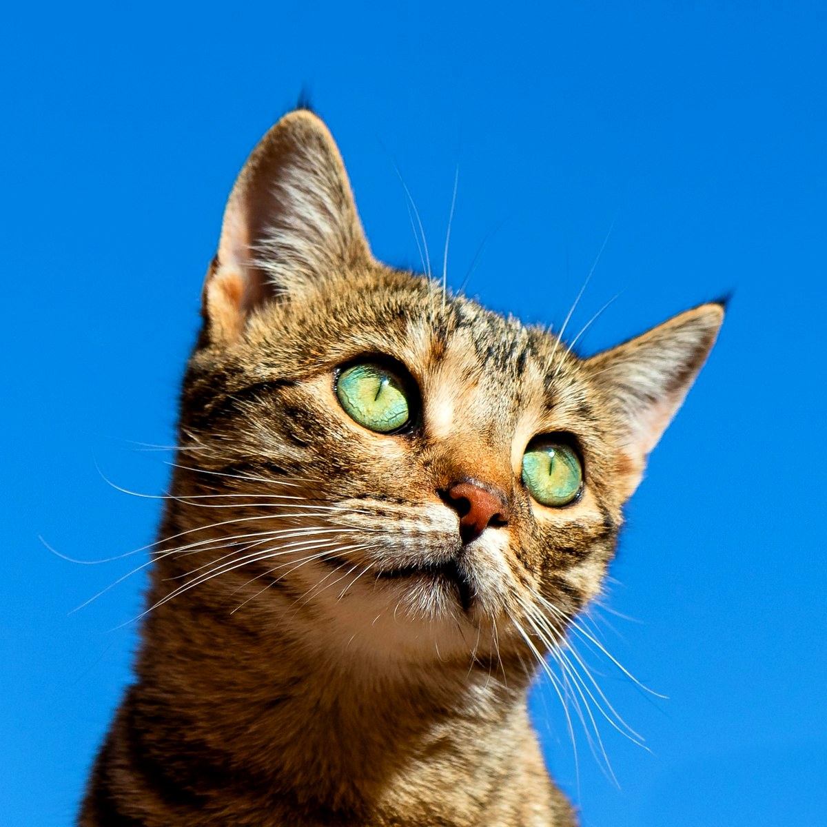 Tabby cat looking up