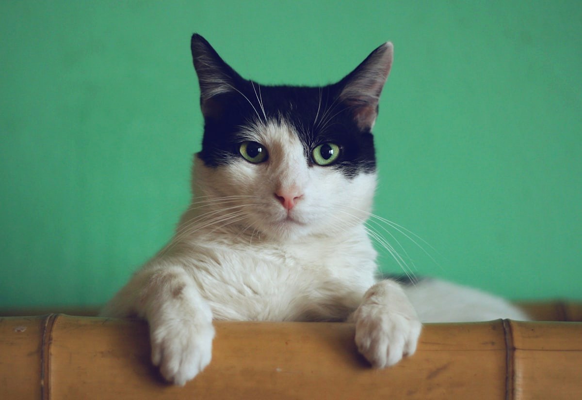 Black and white cat resting on a bamboo railing