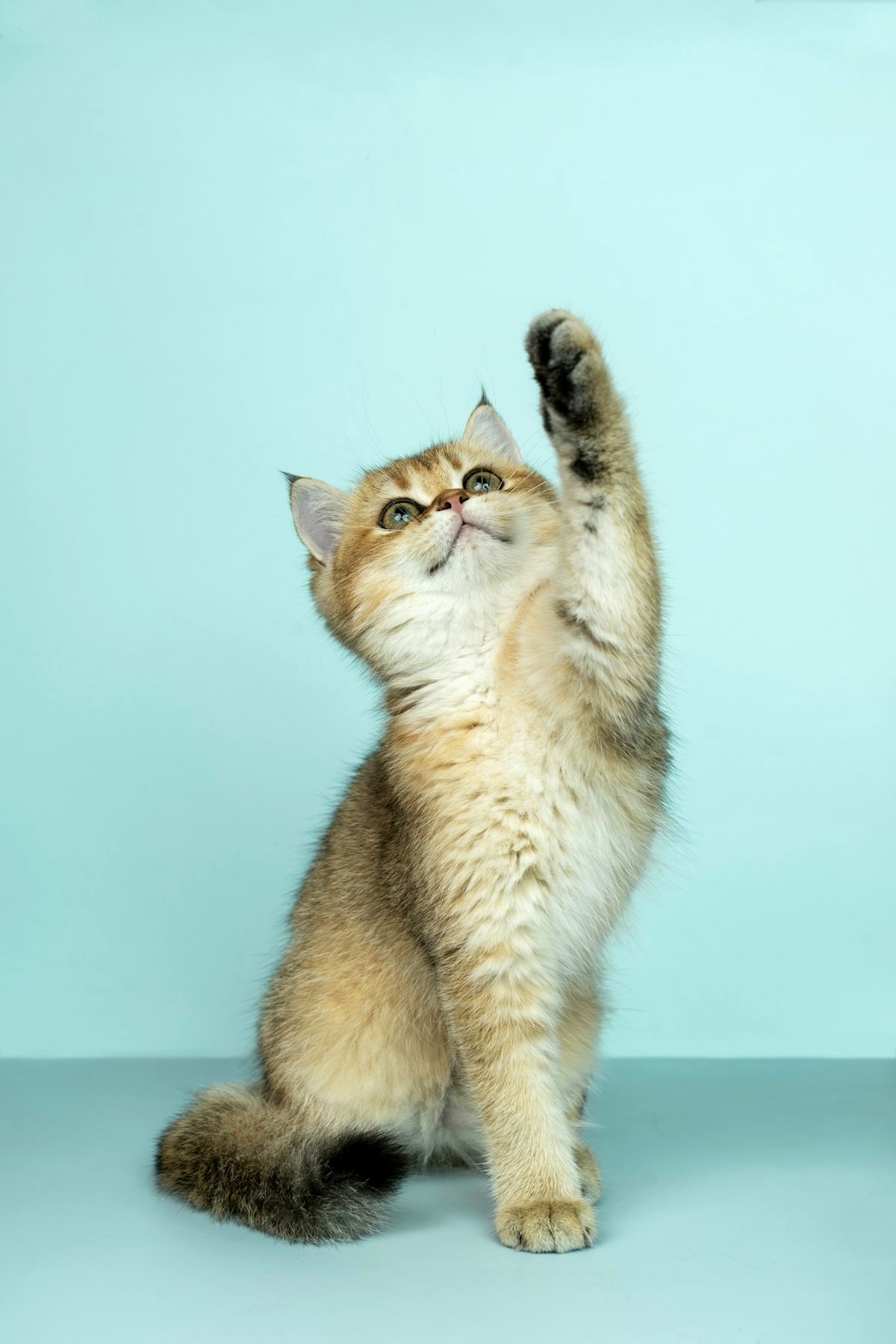 Orange tabby cat sample portrait