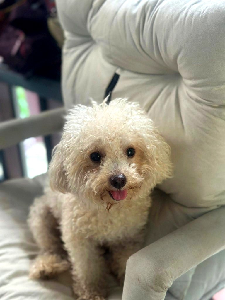 Cream fluffy dog portrait on a soft chair