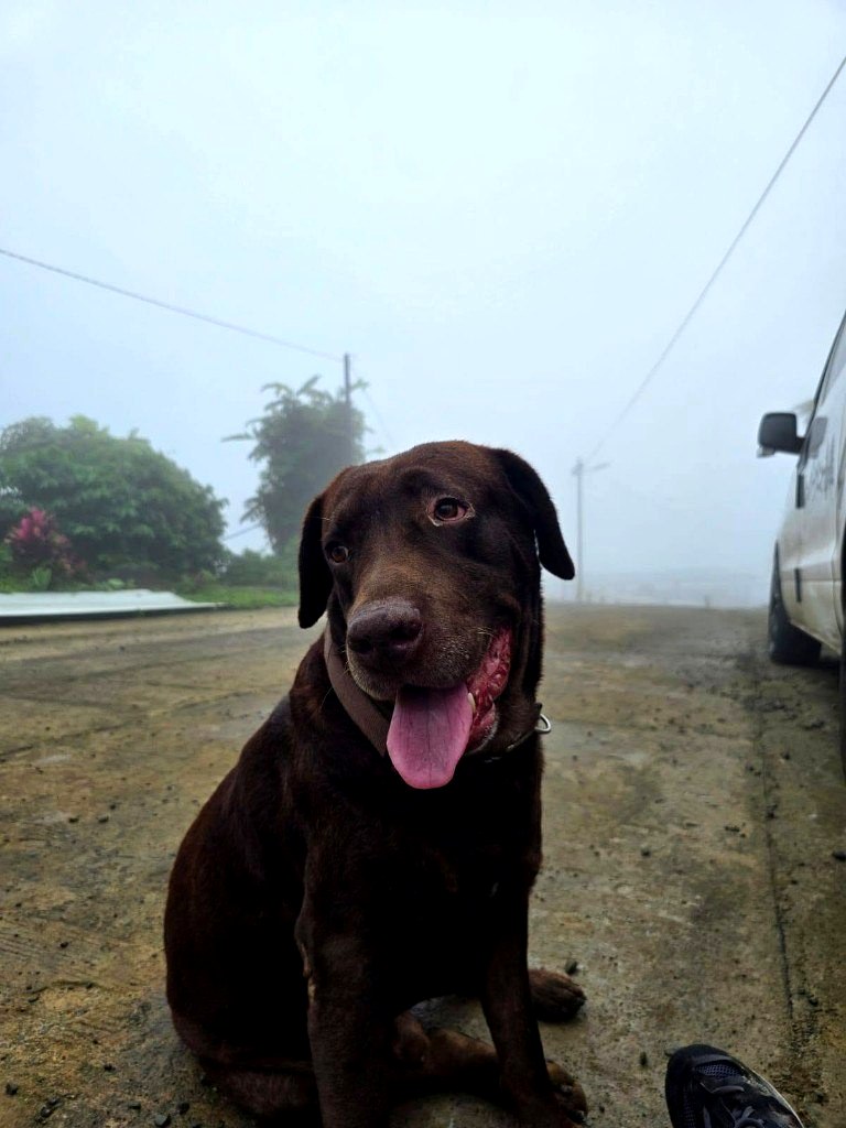 Chocolate Labrador smiling in the morning mist