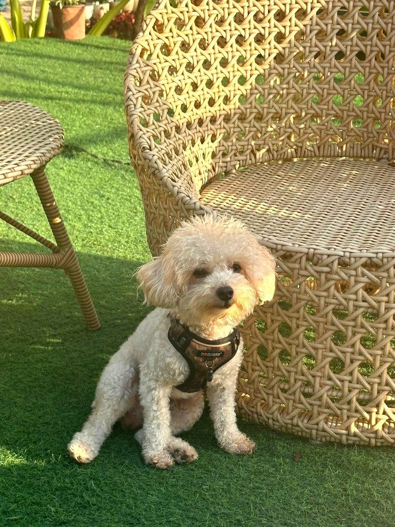 Fluffy dog on the patio at golden hour